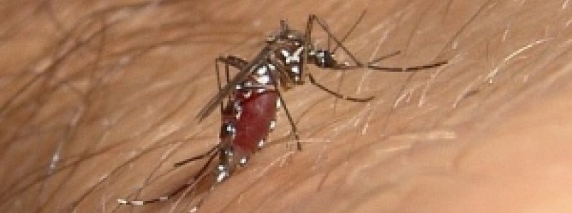 Ministério da Saúde anuncia fim da emergência nacional para zika